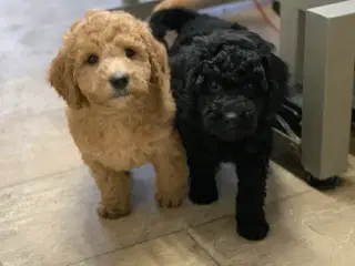 Mini Golden Doodle babyer 