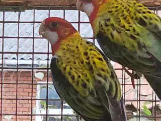 2.1 gulrygget rosella