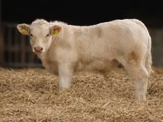 Avlstyr til efteråret – stærk genetik og funktione