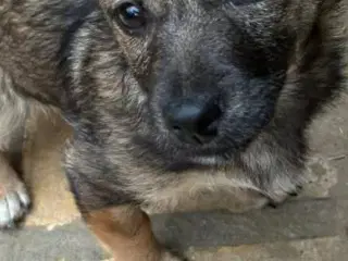 Hvalpen Bailey søger et godt hjem