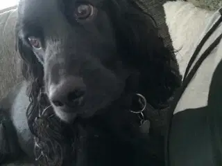 Cockerspaniel hvalpe