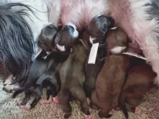 Lhasa apso hvalpe med stambog 