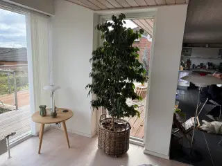 Stor flot Stuebirk 2 meter