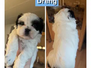 Shih tzu Halpe 