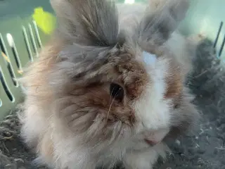 Sød kanin søger ny ven
