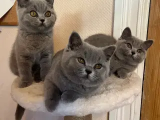 British Shorthair 
