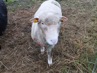 Dorset vædder 1 år med stamtavle