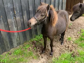 1 år’s shetlænder hoppe