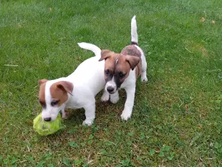 Jack Russel Terrier