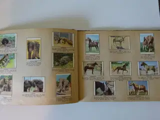 1 Danmarks Album