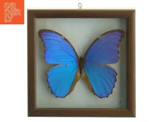 Indrammet sommerfugl (str. 18 x 18 cm)