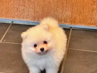 Pomeranian hvalp 