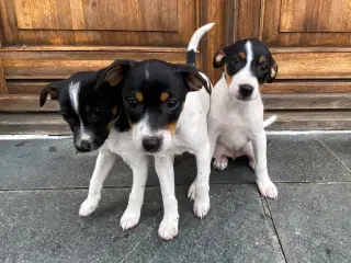 Dansk-svensk gårdhund