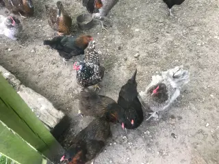 Araucana 