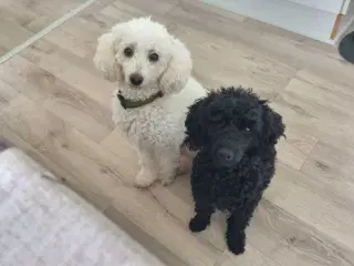 Puddel 