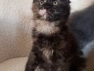 Racetypiske Mainecoon killinger