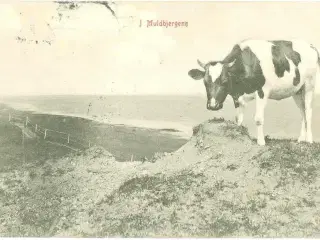 Dokkedal 1909, muldbjergene
