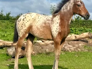 Hoppeføl