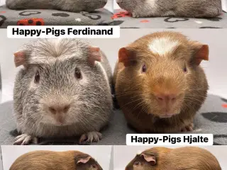 Sødt marsvin han par