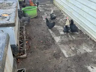 Morgenmadsæg dagligt fra egen have ud af 6818 