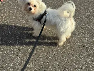 Mini malteser søger hjem