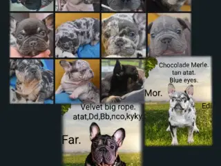 Fransk bulldog hvalpe.