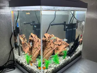Akvarie med fisk