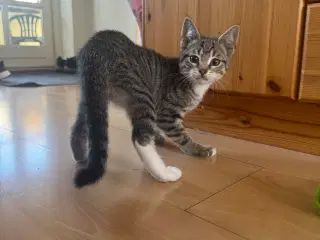 Kat