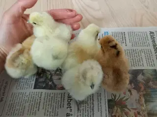 Kyllinger fra dværg silkehøns