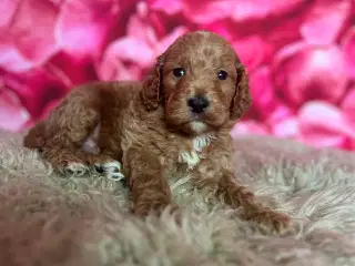 smukkeste Cockapoo