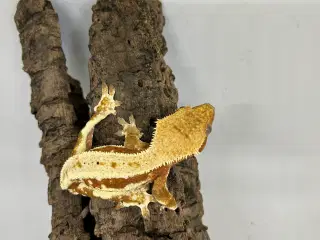 Lilly White kronegekko han