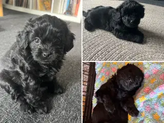 Skønne Puddelblandinger💗