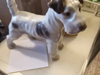 Hund søges max 1 år