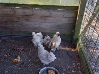 Silkehøns stor race 