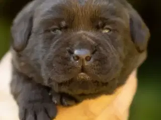 Labrador hvalp klar flytte til nye hjem 9/11