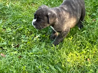 New english bulldog hvalpe