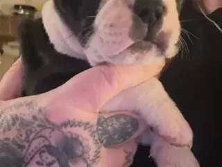 Hundehvalpe staff og fransk