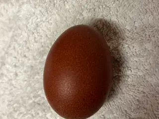 Rugeæg fra Kobber maran høne og cream legbar hane