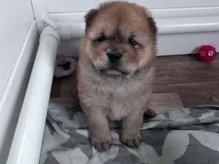 Chowchow 