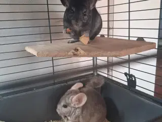 2 søde piger søger nyt hjem