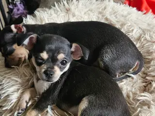 Chihuahua hvalpe