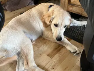 Golden retriever hanhund