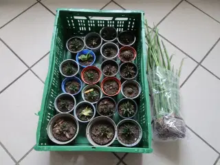 Diverse planter