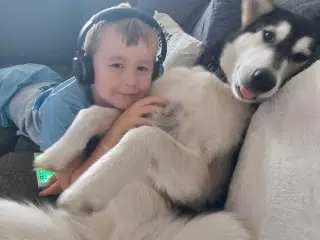 Alaskan malamute hvalp 