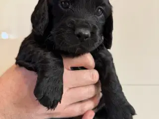 Ft Cocker Spaniel