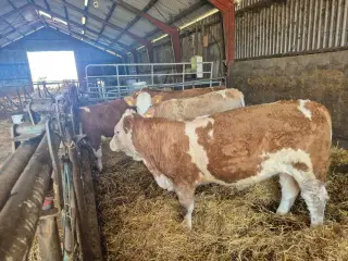 Simmentaler kvier sælges