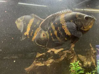 Bumble bee Oscar & albino Oscar