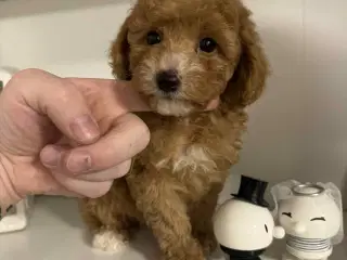 🐾maltipoo miniature 🩷💙🐾