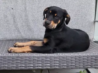 Labrador blanding med dobermann 