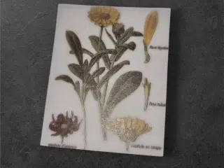 Botanisk illustration med labels på elegant papira